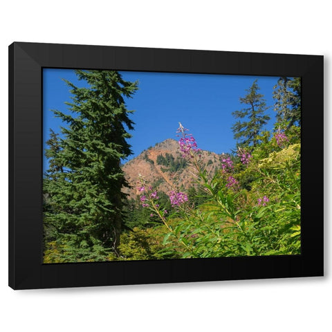 Washington State-Central Cascades-Fireweed and Red Mountain Black Modern Wood Framed Art Print by Wild, Jamie and Judy