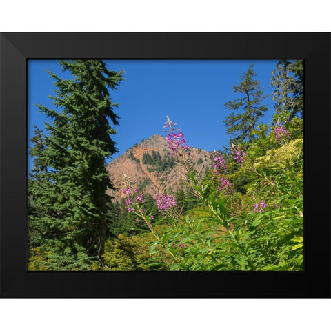 Washington State-Central Cascades-Fireweed and Red Mountain Black Modern Wood Framed Art Print by Wild, Jamie and Judy