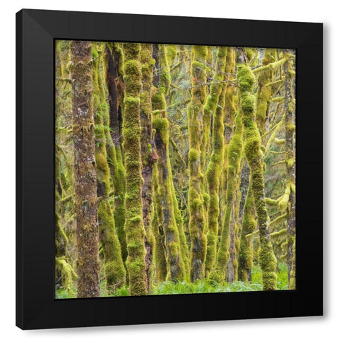 Washington State-Central Cascades-Moss covered Red Alder forest Black Modern Wood Framed Art Print by Wild, Jamie and Judy
