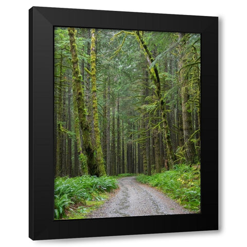 Washington State-Central Cascades-Forest Road 5620-Moss covered Red Alder forest Black Modern Wood Framed Art Print by Wild, Jamie and Judy