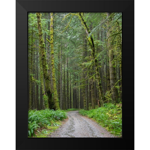 Washington State-Central Cascades-Forest Road 5620-Moss covered Red Alder forest Black Modern Wood Framed Art Print by Wild, Jamie and Judy