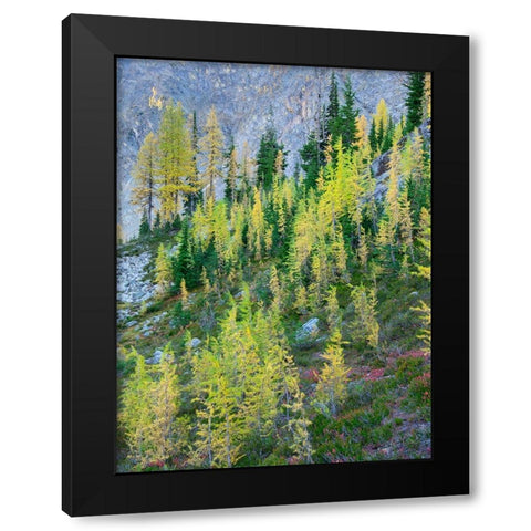 Washington State-North Cascades-Larch and Fir Trees Black Modern Wood Framed Art Print by Wild, Jamie and Judy