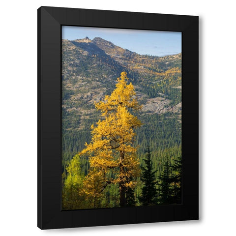 Washington State-North Cascades-Golden larch tree Black Modern Wood Framed Art Print by Wild, Jamie and Judy