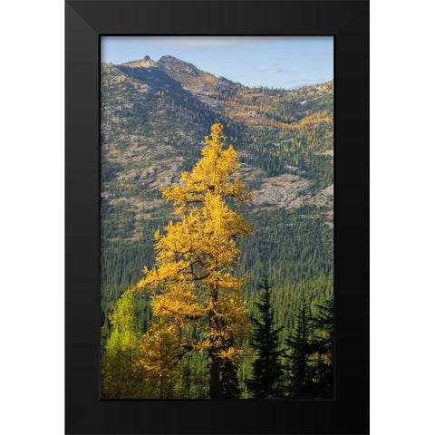 Washington State-North Cascades-Golden larch tree Black Modern Wood Framed Art Print by Wild, Jamie and Judy