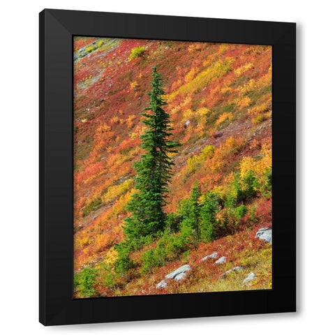 Washington State-North Cascades-Alpine Fir tree and fall color Black Modern Wood Framed Art Print with Double Matting by Wild, Jamie and Judy