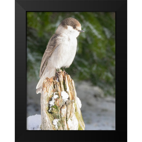 Washington State-Tiger Mountain Gray jay Black Modern Wood Framed Art Print by Wild, Jamie and Judy