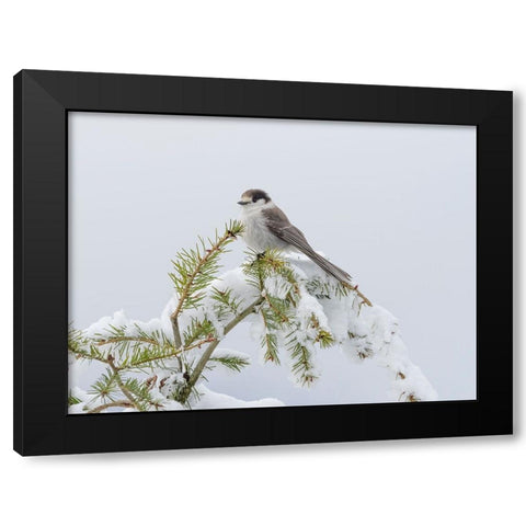 Washington State-Tiger Mountain Gray jay Black Modern Wood Framed Art Print by Wild, Jamie and Judy