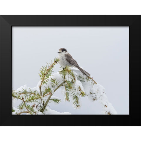 Washington State-Tiger Mountain Gray jay Black Modern Wood Framed Art Print by Wild, Jamie and Judy