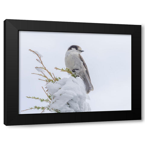 Washington State-Tiger Mountain Gray jay Black Modern Wood Framed Art Print by Wild, Jamie and Judy