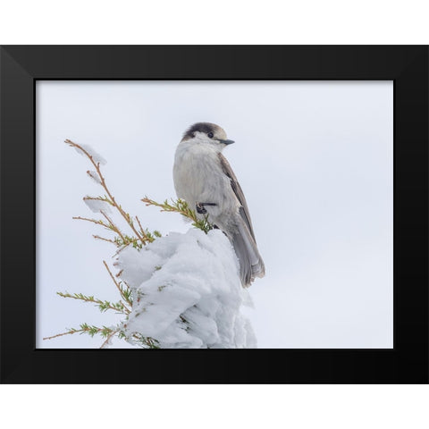 Washington State-Tiger Mountain Gray jay Black Modern Wood Framed Art Print by Wild, Jamie and Judy