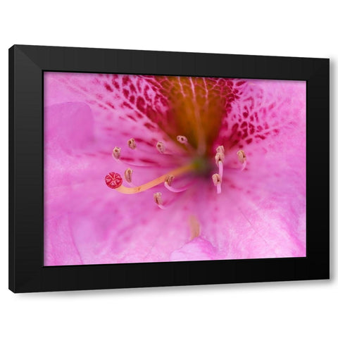 Washington State-Rhododendron Flower Black Modern Wood Framed Art Print with Double Matting by Wild, Jamie and Judy