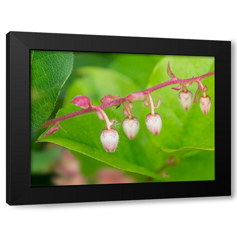 Washington State-Salal flowers Black Modern Wood Framed Art Print with Double Matting by Wild, Jamie and Judy