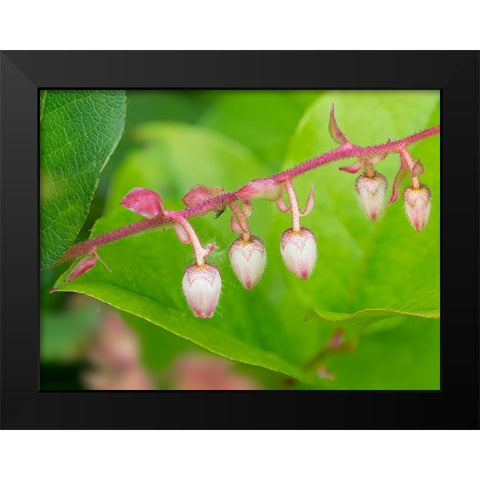 Washington State-Salal flowers Black Modern Wood Framed Art Print by Wild, Jamie and Judy