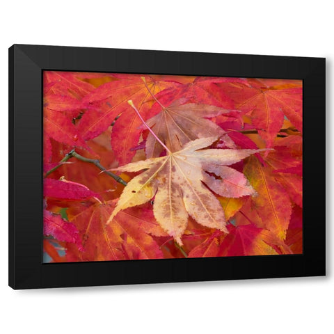 Washington State-Maple leaves Black Modern Wood Framed Art Print by Wild, Jamie and Judy