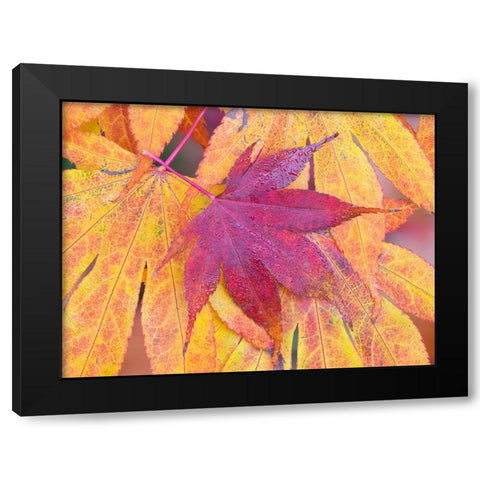 Washington State-Maple leaves Black Modern Wood Framed Art Print by Wild, Jamie and Judy