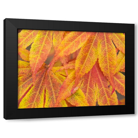 Washington State-Maple leaves Black Modern Wood Framed Art Print by Wild, Jamie and Judy
