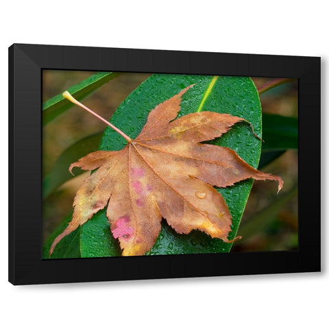 Washington State-Maple Leaf with dew drops Black Modern Wood Framed Art Print by Wild, Jamie and Judy