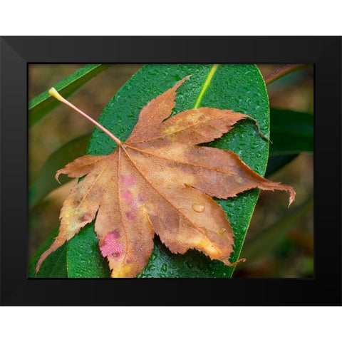 Washington State-Maple Leaf with dew drops Black Modern Wood Framed Art Print by Wild, Jamie and Judy