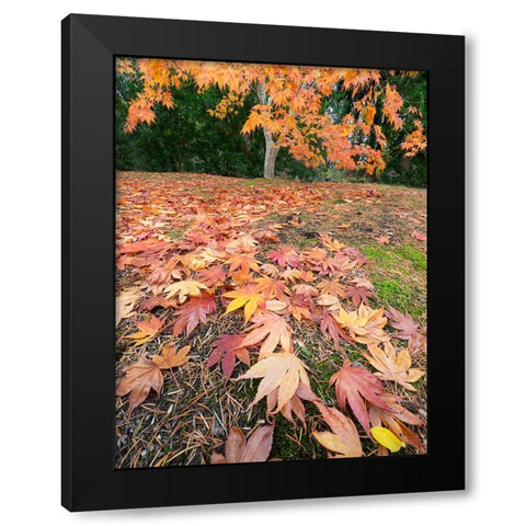 Washington State-Autumn Maple leaves Black Modern Wood Framed Art Print by Wild, Jamie and Judy