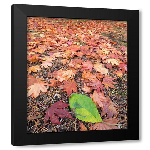 Washington State-Autumn colored maple leaves with green red alder leaf Black Modern Wood Framed Art Print by Wild, Jamie and Judy