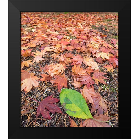 Washington State-Autumn colored maple leaves with green red alder leaf Black Modern Wood Framed Art Print by Wild, Jamie and Judy