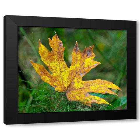 Washington State Bigleaf maple leaf Black Modern Wood Framed Art Print with Double Matting by Wild, Jamie and Judy
