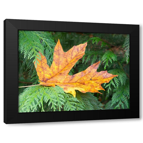 Washington State Bigleaf maple leaf Black Modern Wood Framed Art Print with Double Matting by Wild, Jamie and Judy