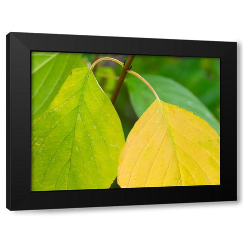 Washington State-Pacific Dogwood Leaf close-up Black Modern Wood Framed Art Print with Double Matting by Wild, Jamie and Judy