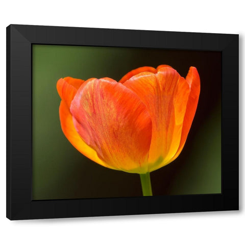 Washington State-Tulip close-up Black Modern Wood Framed Art Print with Double Matting by Wild, Jamie and Judy