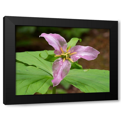 Washington State-Mount Baker-Snoqualmie National Forest-trillium close-up Black Modern Wood Framed Art Print by Wild, Jamie and Judy