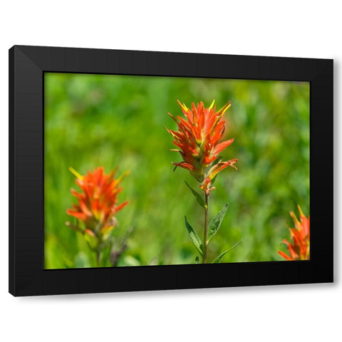 Washington State-Mount Rainier National Park Magenta Paintbrush Black Modern Wood Framed Art Print by Wild, Jamie and Judy