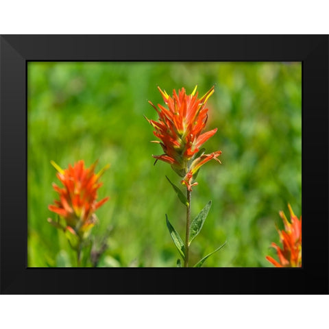 Washington State-Mount Rainier National Park Magenta Paintbrush Black Modern Wood Framed Art Print by Wild, Jamie and Judy