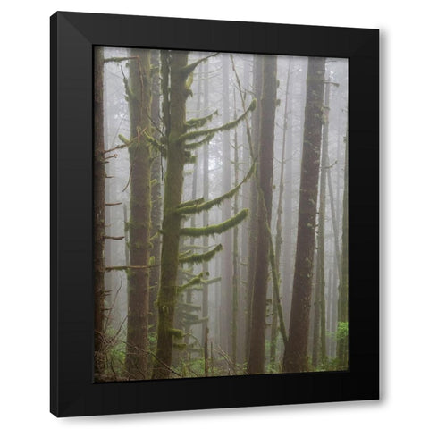 Washington State-Tiger Mountain-Trees in fog Black Modern Wood Framed Art Print with Double Matting by Wild, Jamie and Judy