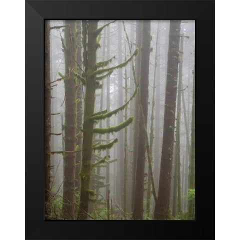 Washington State-Tiger Mountain-Trees in fog Black Modern Wood Framed Art Print by Wild, Jamie and Judy