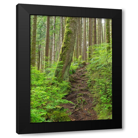 Washington State-Central Cascades Rainy Lake trail Black Modern Wood Framed Art Print by Wild, Jamie and Judy