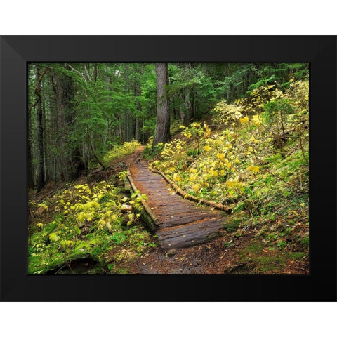 Washington State-Central Cascades Trail to Olallie Lake-old wooden section Black Modern Wood Framed Art Print by Wild, Jamie and Judy