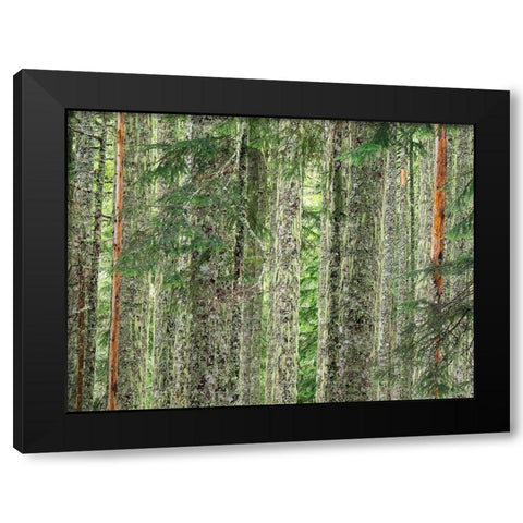 Washington State-Central Cascades Moss and lichen covered tree trunks Black Modern Wood Framed Art Print by Wild, Jamie and Judy