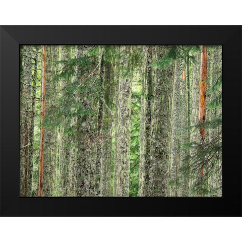Washington State-Central Cascades Moss and lichen covered tree trunks Black Modern Wood Framed Art Print by Wild, Jamie and Judy