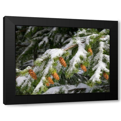 Washington State-Central Cascades Mount Washington-fir cones and snow Black Modern Wood Framed Art Print with Double Matting by Wild, Jamie and Judy