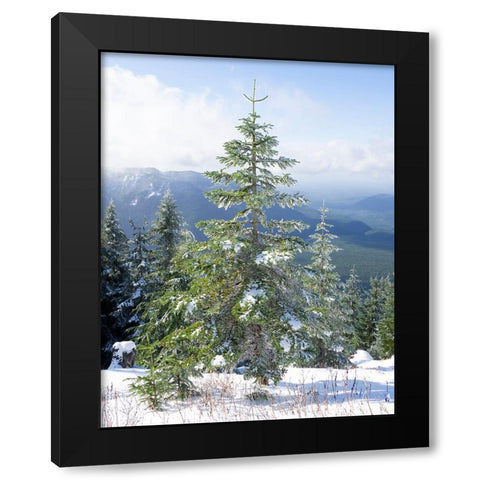 Washington State-Central Cascades Mount Washington-fir trees and snow Black Modern Wood Framed Art Print by Wild, Jamie and Judy