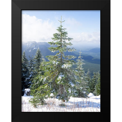Washington State-Central Cascades Mount Washington-fir trees and snow Black Modern Wood Framed Art Print by Wild, Jamie and Judy