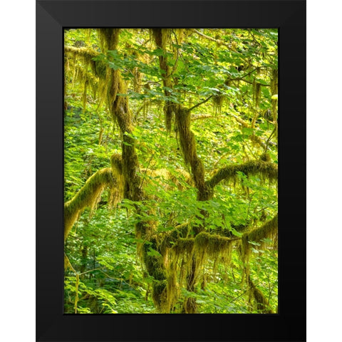 Washington State-Olympic National Park-Hoh Rain Forest Black Modern Wood Framed Art Print by Wild, Jamie and Judy