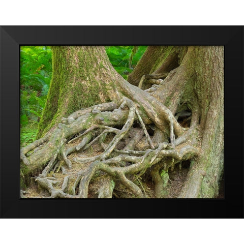 Washington State-Olympic National Park-Hoh Rain Forest-Hall of Mosses-intertwined tree roots Black Modern Wood Framed Art Print by Wild, Jamie and Judy