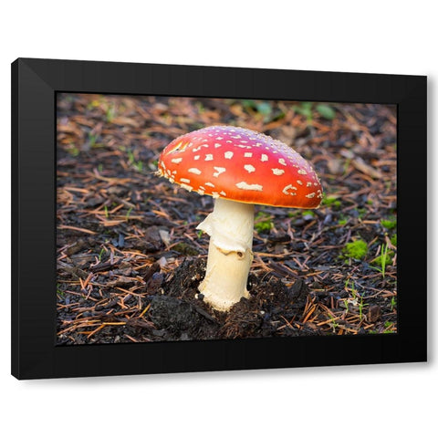 Washington State- Fly agaric mushroom. Black Modern Wood Framed Art Print with Double Matting by Wild, Jamie and Judy