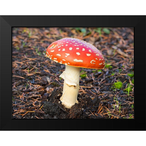 Washington State- Fly agaric mushroom. Black Modern Wood Framed Art Print by Wild, Jamie and Judy