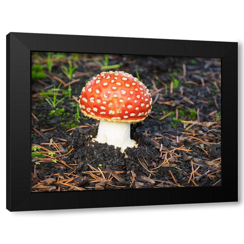 Washington State- Fly agaric mushroom. Black Modern Wood Framed Art Print by Wild, Jamie and Judy