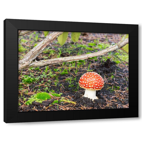Washington State- Fly agaric mushroom. Black Modern Wood Framed Art Print by Wild, Jamie and Judy