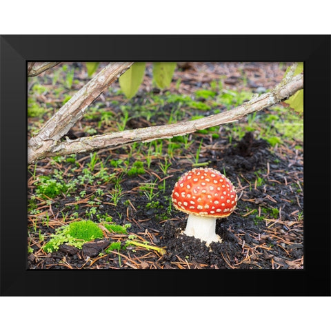 Washington State- Fly agaric mushroom. Black Modern Wood Framed Art Print by Wild, Jamie and Judy