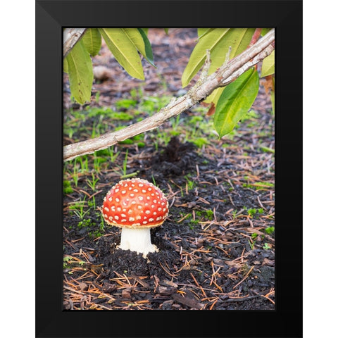 Washington State- Fly agaric mushroom. Black Modern Wood Framed Art Print by Wild, Jamie and Judy