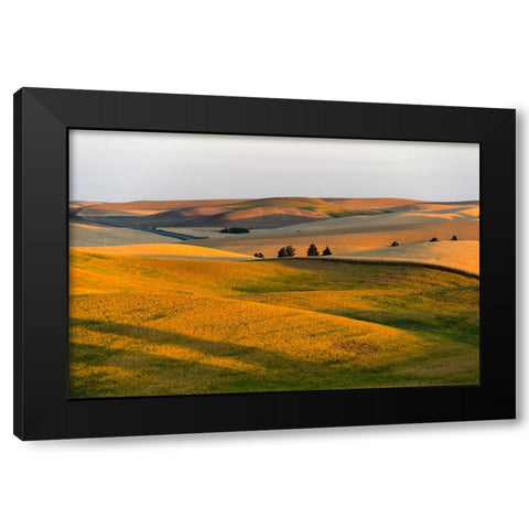 Landscape of rolling wheat field at sunrise-Palouse-Washington State-USA Black Modern Wood Framed Art Print by Su, Keren